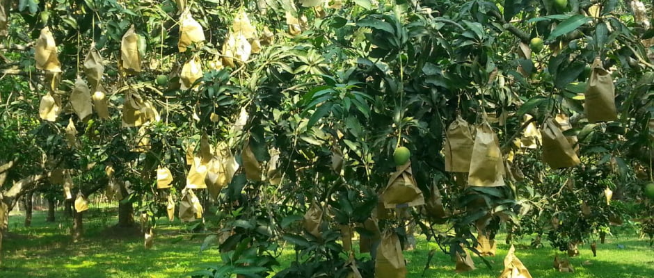 NAAFCO’S BIOSOLUTION: FRUIT PROTECTION BAGS
